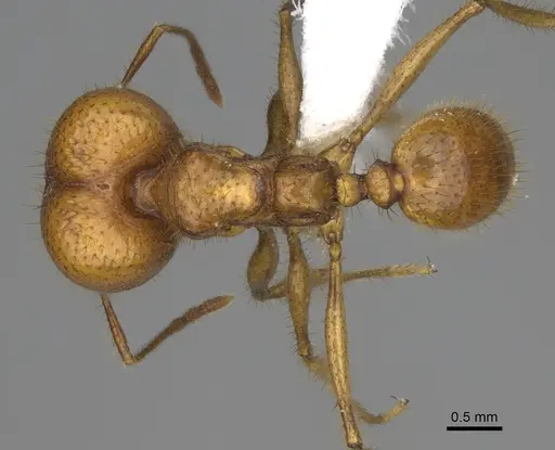 Pheidole tinamu - CASENT0646318