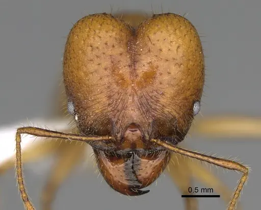Pheidole tinamu - CASENT0646318
