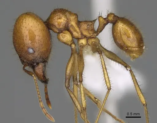 Pheidole tinamu - CASENT0646318