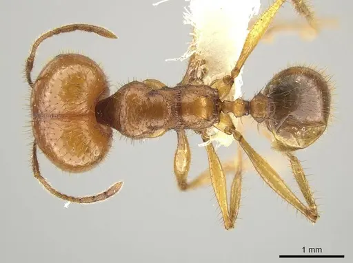 Pheidole tinamu - CASENT0646320