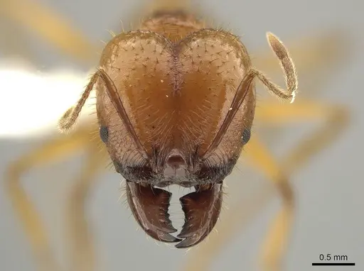 Pheidole tinamu - CASENT0646320