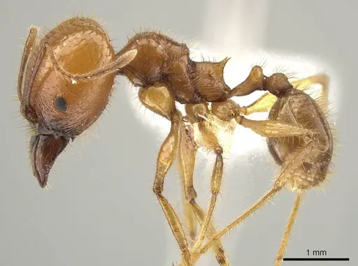 Pheidole tinamu - CASENT0646320