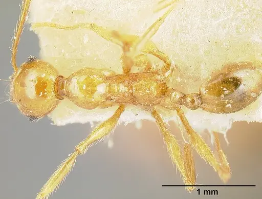 Pheidole tinamu - JTLC000014073
