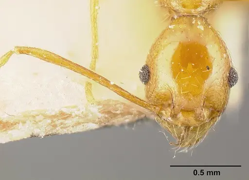 Pheidole tinamu - JTLC000014073