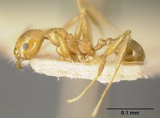 Pheidole tinamu - JTLC000014073