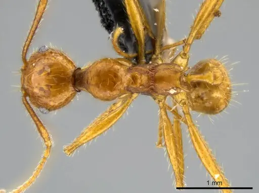 Pheidole tinamu - MEKOU221580