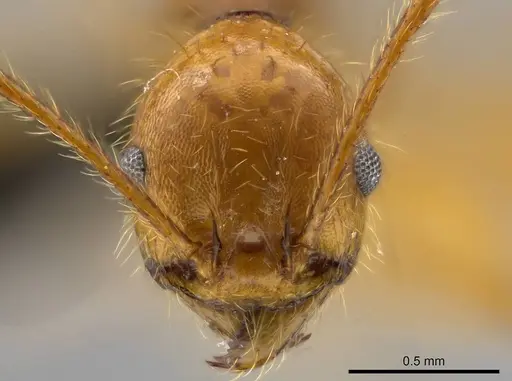 Pheidole tinamu - MEKOU221580