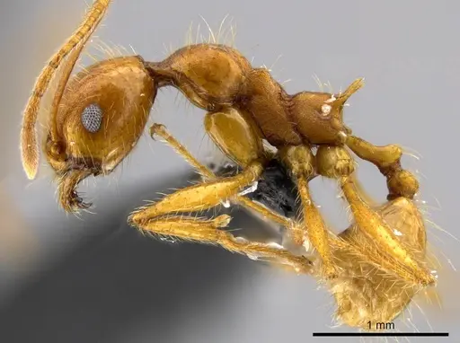 Pheidole tinamu - MEKOU221580