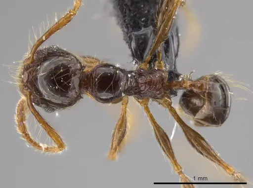 Pheidole tisiphone specimen