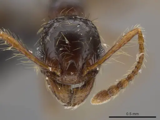 Pheidole tisiphone specimen