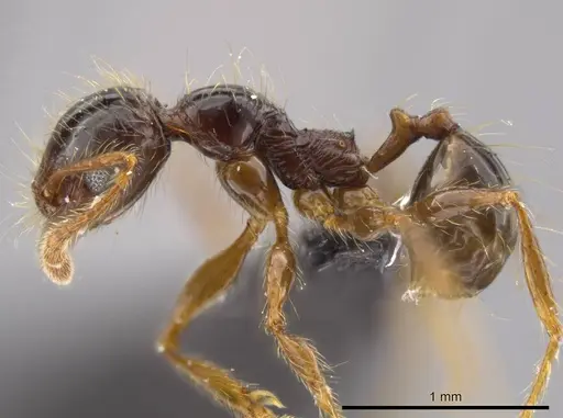 Pheidole tisiphone specimen