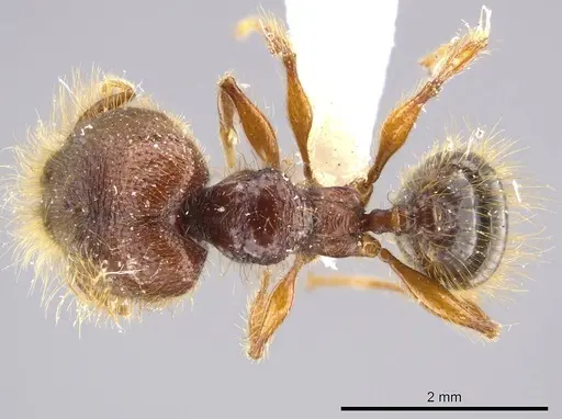 Pheidole tisiphone - CASENT0611633