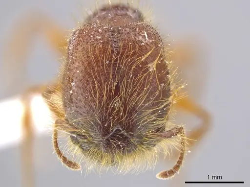 Pheidole tisiphone - CASENT0611633