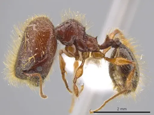 Pheidole tisiphone - CASENT0611633