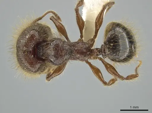 Pheidole tisiphone - CASENT0643808