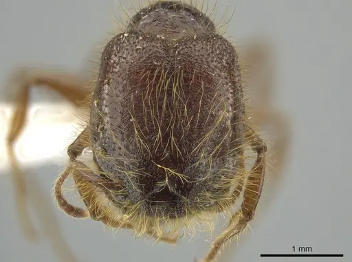 Pheidole tisiphone - CASENT0643808