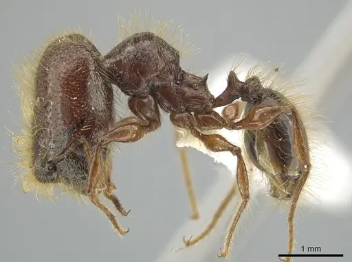 Pheidole tisiphone - CASENT0643808