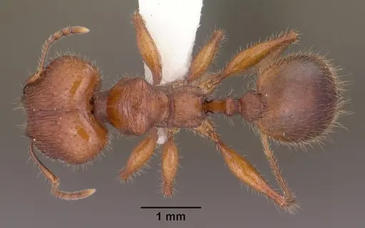 Pheidole titanis specimen