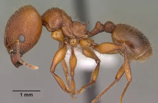 Pheidole titanis specimen