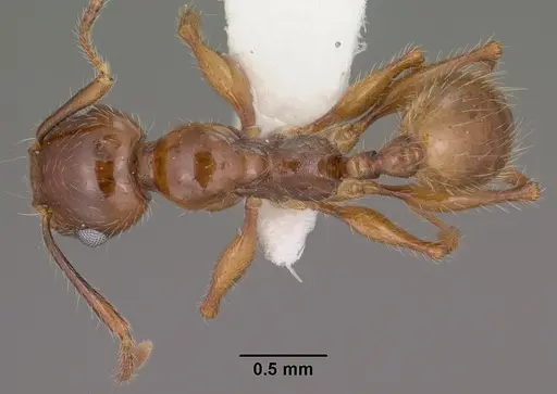 Pheidole titanis - CASENT0104450