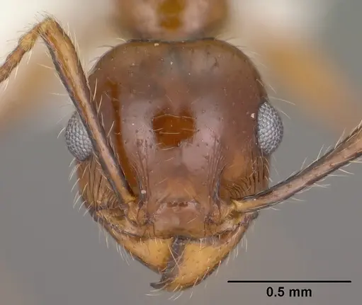 Pheidole titanis - CASENT0104450