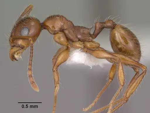 Pheidole titanis - CASENT0104450
