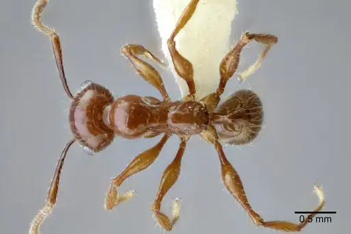 Pheidole titanis - CASENT0649712