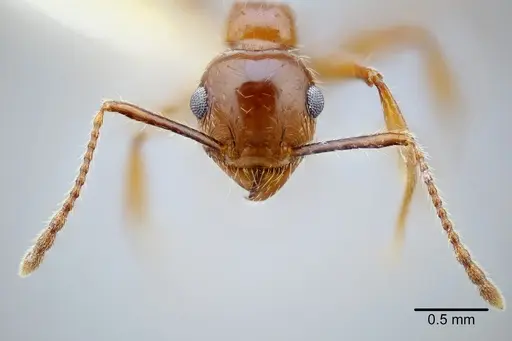 Pheidole titanis - CASENT0649712