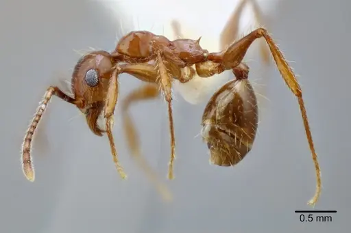 Pheidole titanis - CASENT0649712