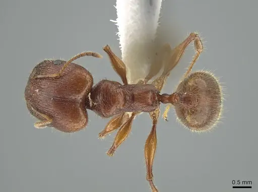 Pheidole titanis - JTLC000008175