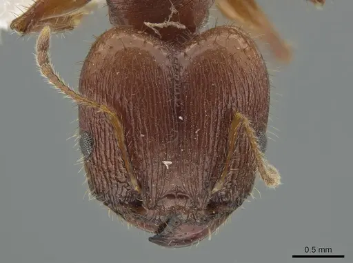 Pheidole titanis - JTLC000008175