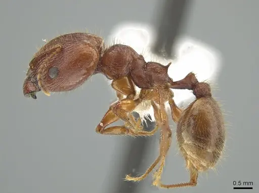 Pheidole titanis - JTLC000008175