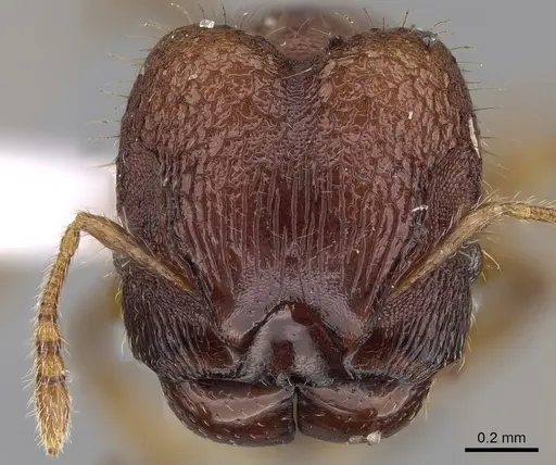 Pheidole tjibodana specimen