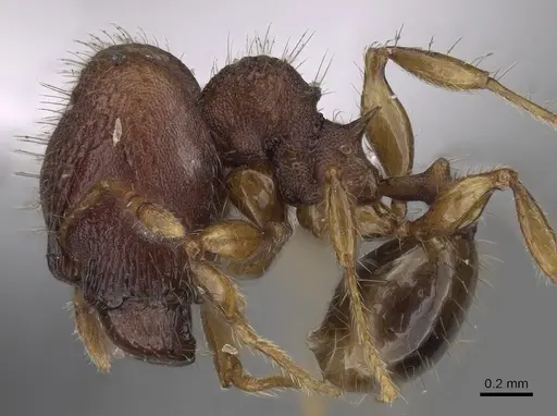 Pheidole tjibodana specimen