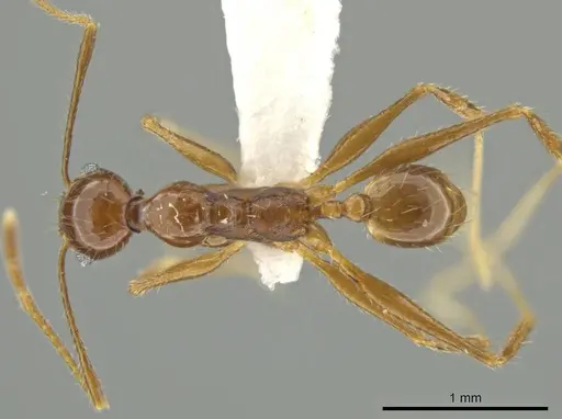 Pheidole tobini specimen