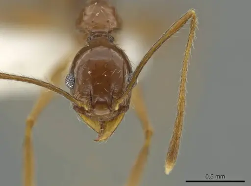 Pheidole tobini specimen