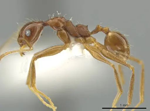 Pheidole tobini specimen
