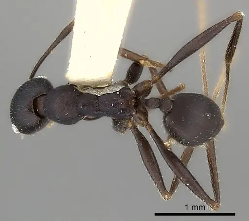 Pheidole tolteca specimen