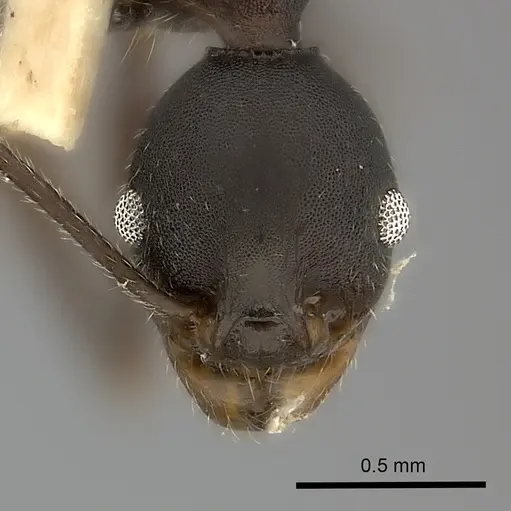 Pheidole tolteca specimen