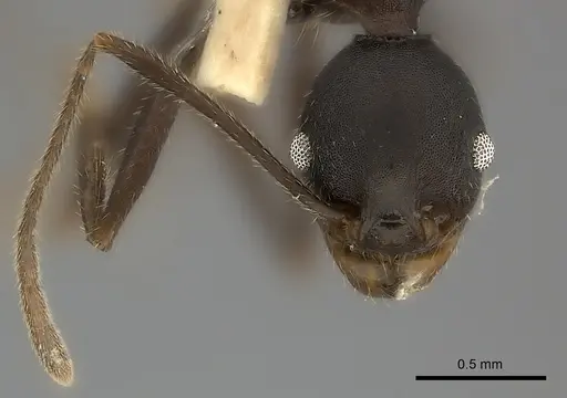 Pheidole tolteca specimen