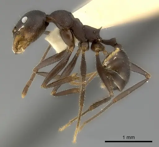 Pheidole tolteca - CASENT0217905