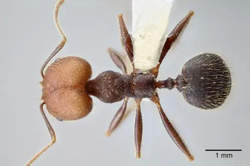 Pheidole tolteca - CASENT0649660
