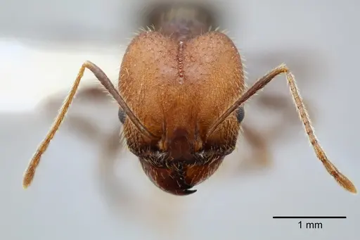 Pheidole tolteca - CASENT0649660