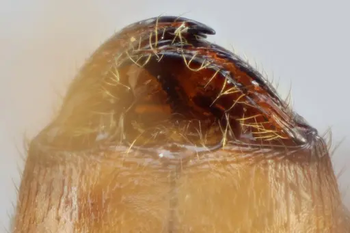 Pheidole tolteca - CASENT0649660