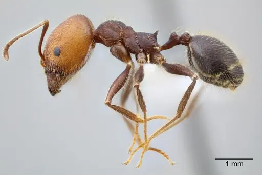 Pheidole tolteca - CASENT0649660