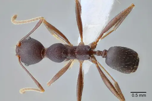 Pheidole tolteca - CASENT0649661