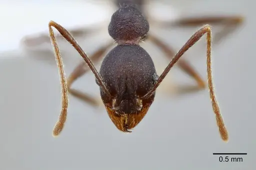 Pheidole tolteca - CASENT0649661