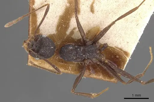 Pheidole tolteca - CASENT0908121