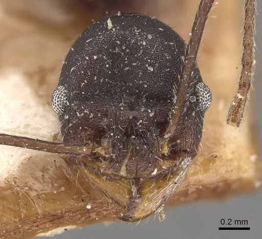Pheidole tolteca - CASENT0908121