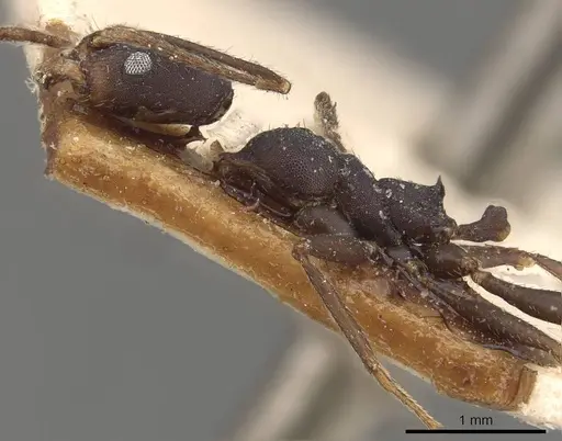 Pheidole tolteca - CASENT0908121